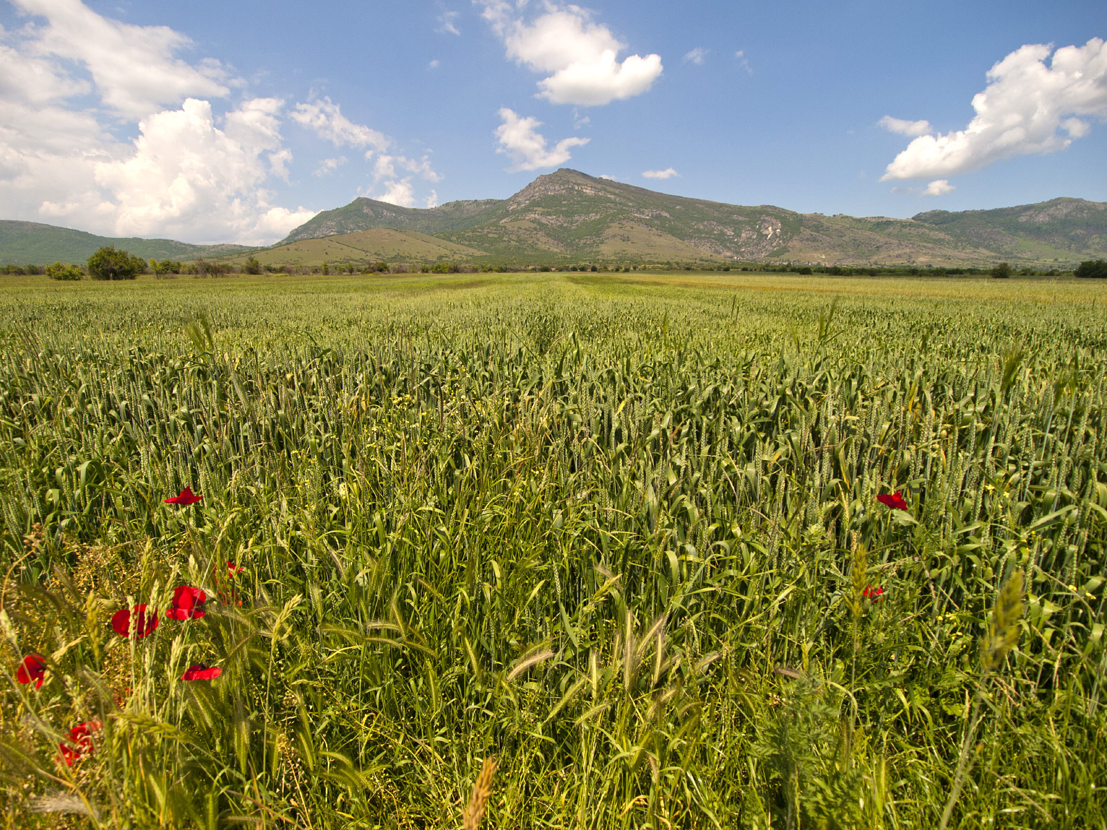 Prilep Field (Photo license: CC BY-NC 2.0)